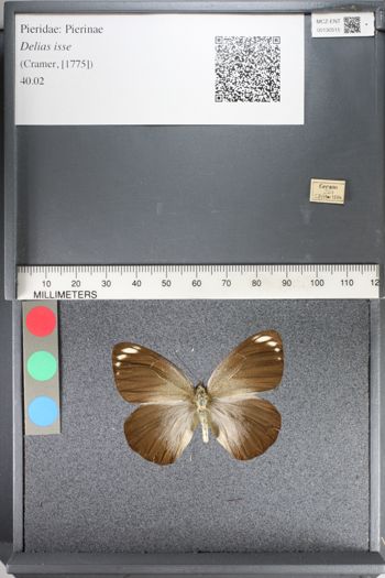 Media type: image;   Entomology 130515